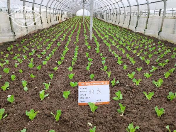 生菜配肥調,長得就是好 生菜配肥調,長得就是好