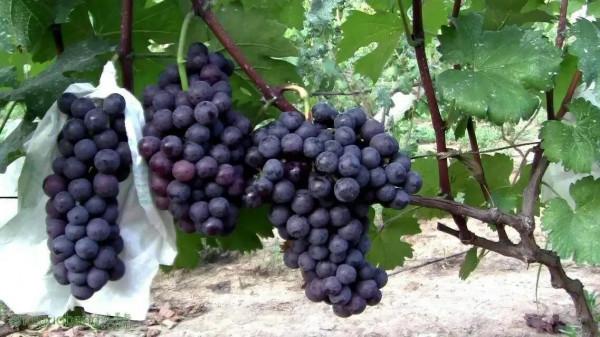 河南葡萄主栽品種介紹及栽培注意事項&mdash;&mdash;早夏無核