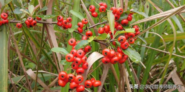 老媽童年的零食“火棘果”，稱為“袖珍蘋果”，助消化肚子餓得快