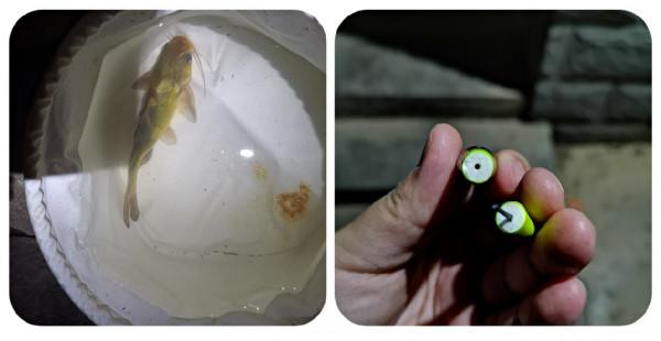 餌料未把魚兒引來卻招來不速之客，趕都趕不走……