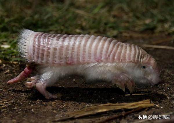 物種百科：倭犰狳