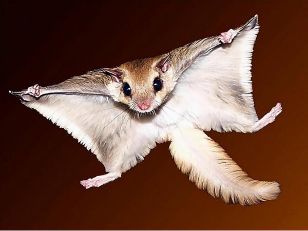 帶你識中藥——五靈脂 帶你識中藥——五靈脂