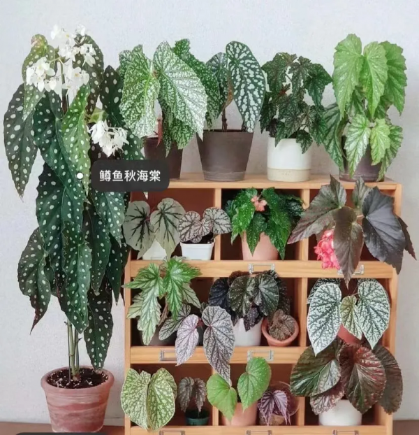 多“熱”才能叫“熱植”？