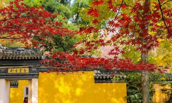 千萬別與秋天的姑蘇比美!楓葉漫山,銀杏紛飛,一步一景美成了詩 千萬別與秋天的姑蘇比美!楓葉漫山,銀杏紛飛,一步一景美成了詩