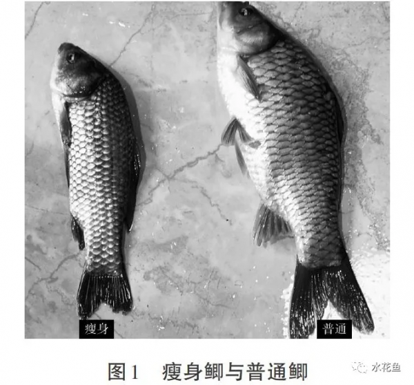 瘦身魚養殖現狀問題及關鍵技術：瘦身養殖是結果而不是養殖方式