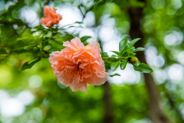 你在哪天出生，就是哪朵花，美到極致