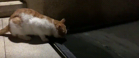 小區唯一一隻流浪貓，業主揚言把它“安樂死”，女孩的回覆真霸氣