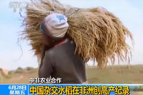 中國專家種植非洲荒地,一公頃收穫9噸大米,英媒:中國人真厲害 中國專家種植非洲荒地,一公頃收穫9噸大米,英媒:中國人真厲害