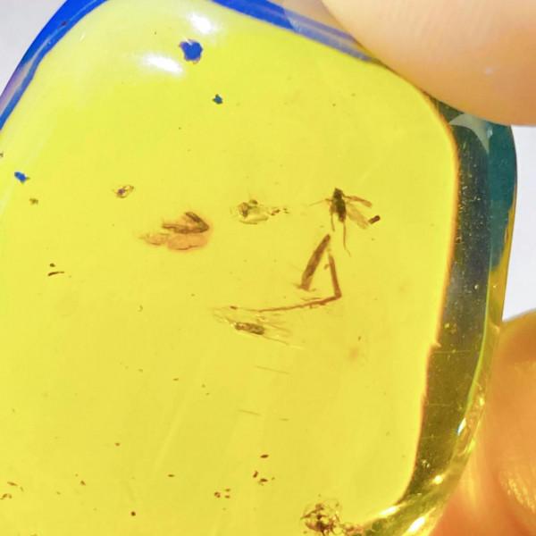 琥珀，蟲珀，多明尼加藍珀蟲珀