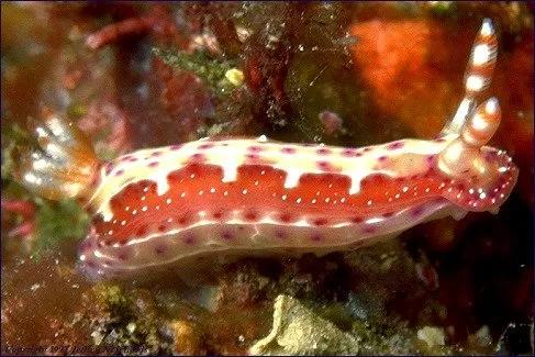 可愛呆萌的海兔，美出天際的海兔——海兔大全