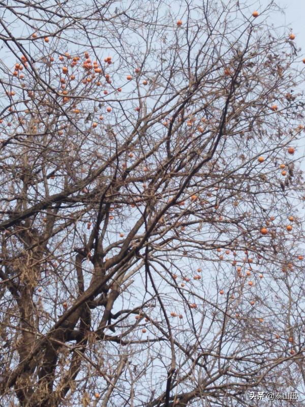 獨行泰山之走三梁