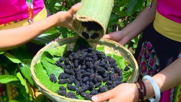 逃離城市！四川最美的10個神仙村落，第一個就心動了