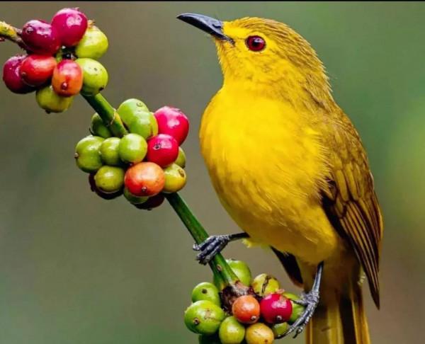 分享圖片&mdash;&mdash;美麗彩色小鳥集錦