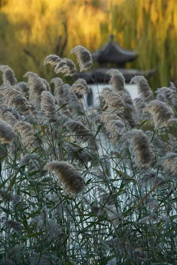 枝枝搖浪， 漠漠蘆花綻放在陶然亭湖畔