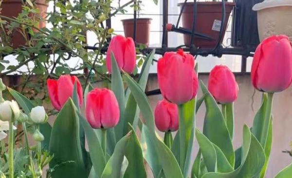 嫌棄養花難，不如就種鬱金香，沾土就活，花開時放屋裡可當薰香