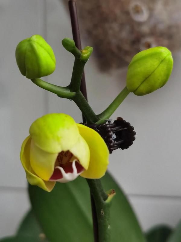 四顆出花劍了 四顆出花劍了