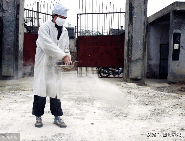 今冬日本第6次爆發！禽流感有大流行趨勢？家禽養殖戶如何應對