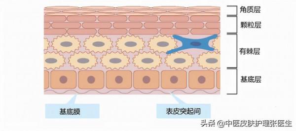 護膚從瞭解面板生物學結構開始 護膚從瞭解面板生物學結構開始