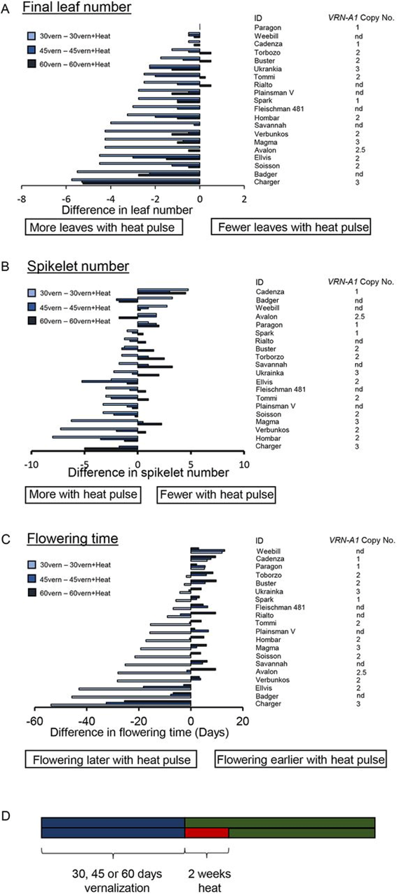 原創解讀｜Development VRN1調控冬小麥在高溫環境下的發育應答