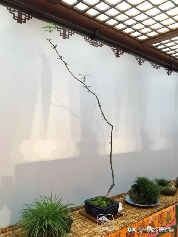 最高水準的素仁格盆景藝術，值得收藏
