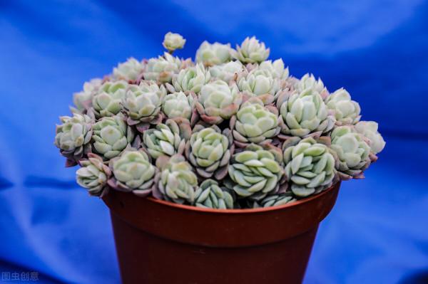 沒錯，我就是那個又菜又愛玩的養肉人