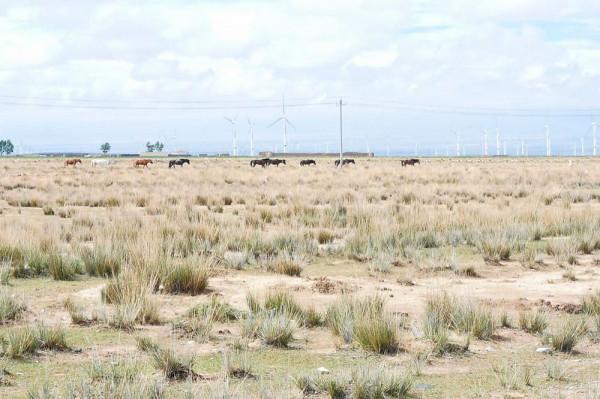 標緻4008環青海長測Day9：鳥島叫“蚊子島”，沿青海沿線達剛察！