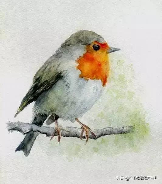 分享——栩栩如生的水彩鳥兒圖