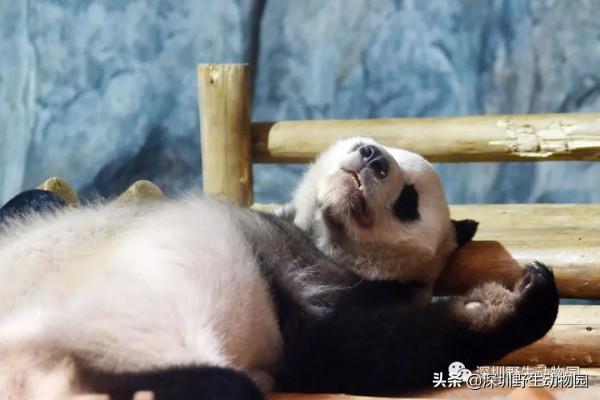 如果睡覺也能排名,我肯定是第一 如果睡覺也能排名,我肯定是第一