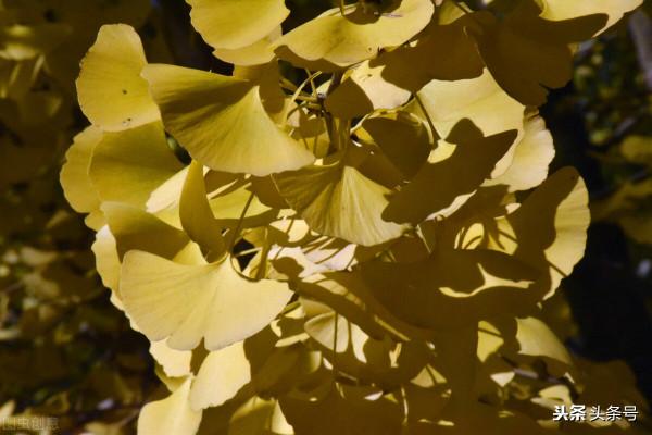 來自重陽節的慰問 來自重陽節的慰問