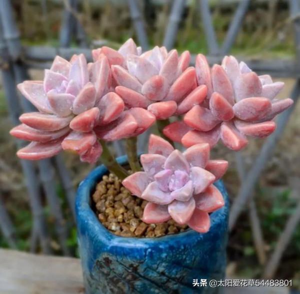 多肉紫霧怎麼養殖?掌握5點,出狀態粉嫩粉嫩的,太漂亮了 多肉紫霧怎麼養殖?掌握5點,出狀態粉嫩粉嫩的,太漂亮了