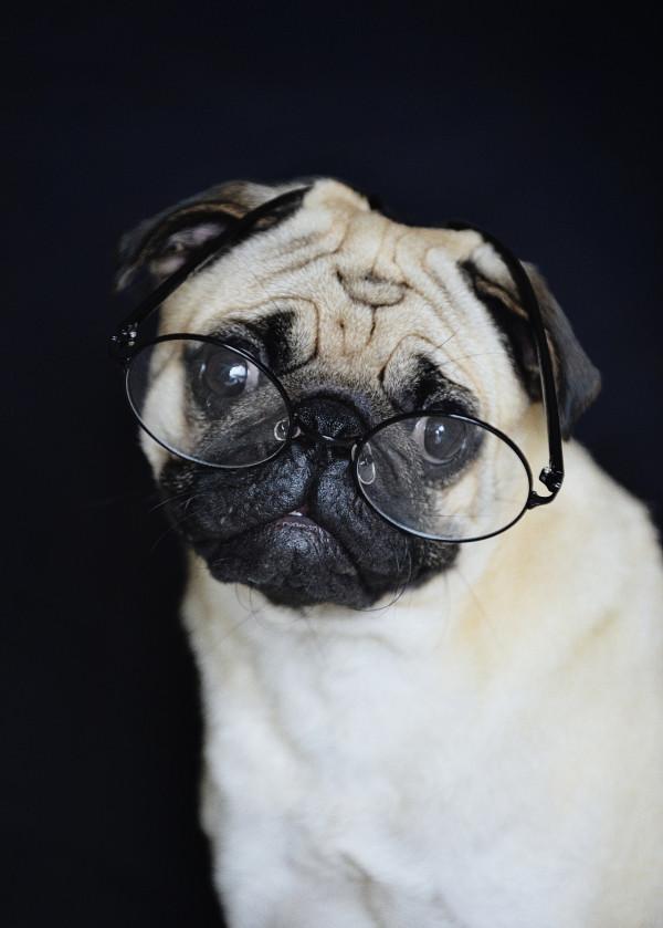 8種“最受歡迎”的小型犬，巴哥居然上榜了