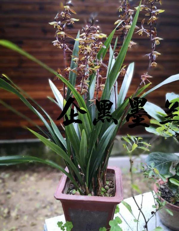 為什麼很多人養花養不活