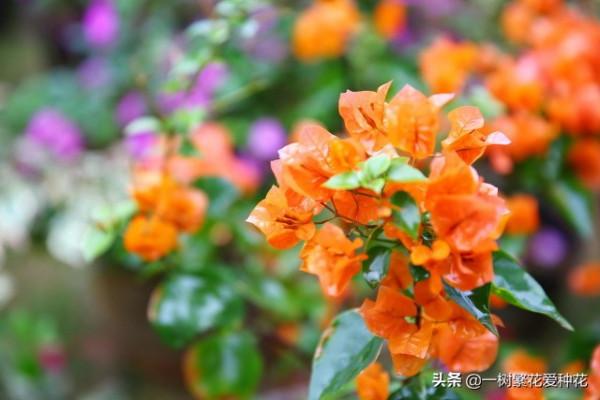 6種北方不適合養的花卉，環境、技術不到位容易死