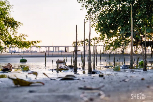 在深圳,必打卡的6個海濱棧道 在深圳,必打卡的6個海濱棧道