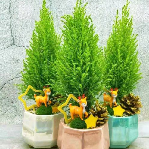 它是網紅“聖誕樹”，香味有助睡眠，現在種一棵，聖誕節就能裝飾