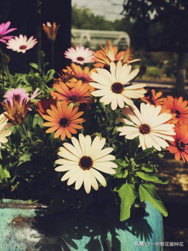 一年四季種啥花，推薦這56種花，詳細特點，讓你買到更適合自己的