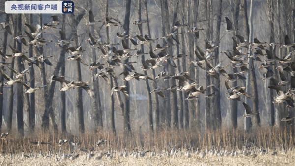 密雲成候鳥天堂 觀賞候鳥正當時 密雲成候鳥天堂 觀賞候鳥正當時