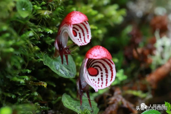 這是你不知道的高黎貢山 這是你不知道的高黎貢山