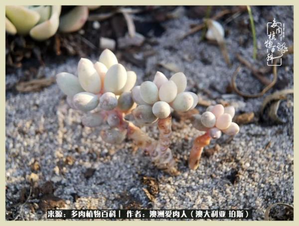 多肉變胖純屬正常,我的變胖卻是工傷 多肉變胖純屬正常,我的變胖卻是工傷
