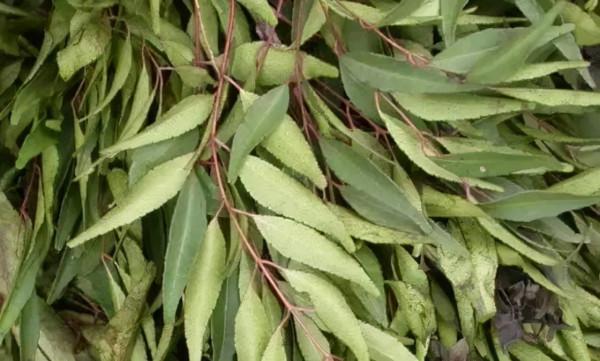 腸道清潔小能手——番瀉葉