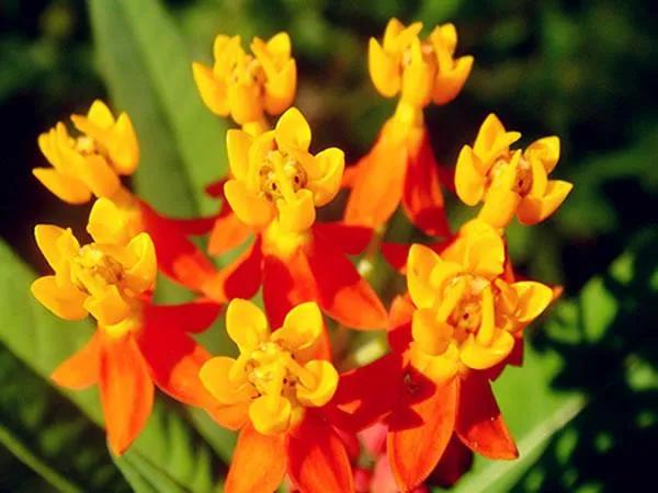 馬利筋&mdash;&mdash;花開有時（15）