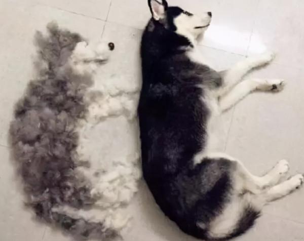 狗狗大量掉毛，這幾個原因，你家狗中了幾個？