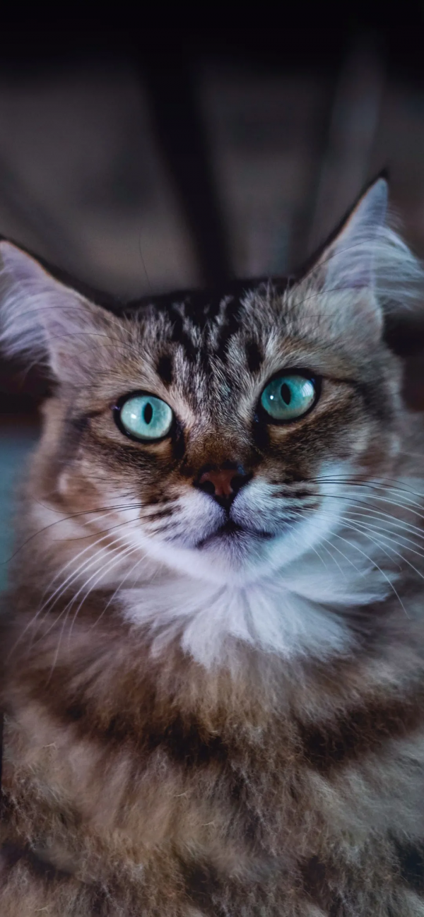 桌布：今天的桌布很好看