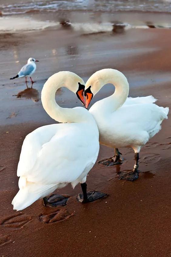 分享——天鵝之美