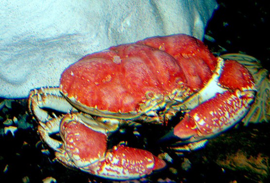 不能吃的六種螃蟹