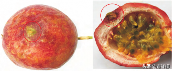 基金專案：百香果對桔小實蠅生長髮育的影響