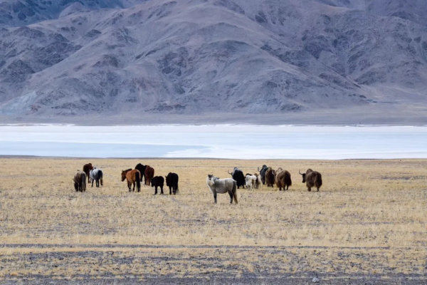 在阿里的四季裡，感受美好的一年