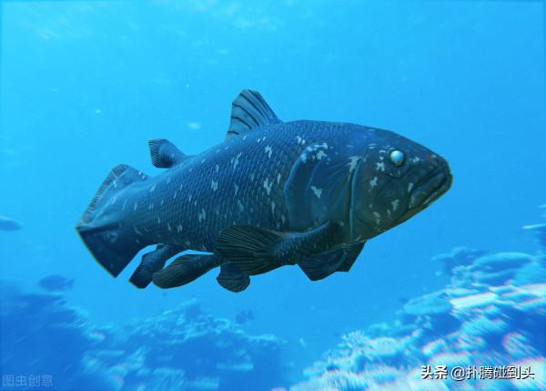 動物會像孫悟空那樣畫“禁圈”嗎？