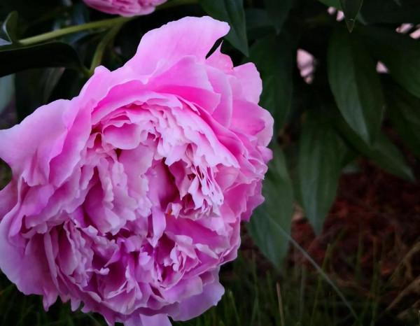 芍藥在渥太華的house前很普遍