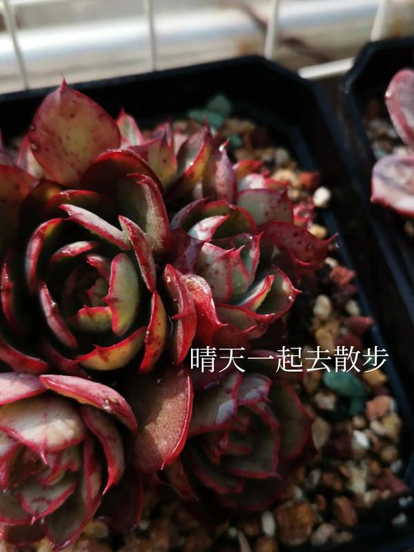 我言秋日勝春朝